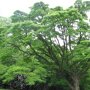 Phellodendron amurense